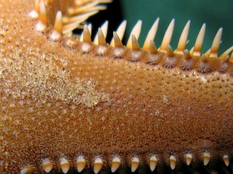 Astropecten platyacanthus (Philippi, 1837)